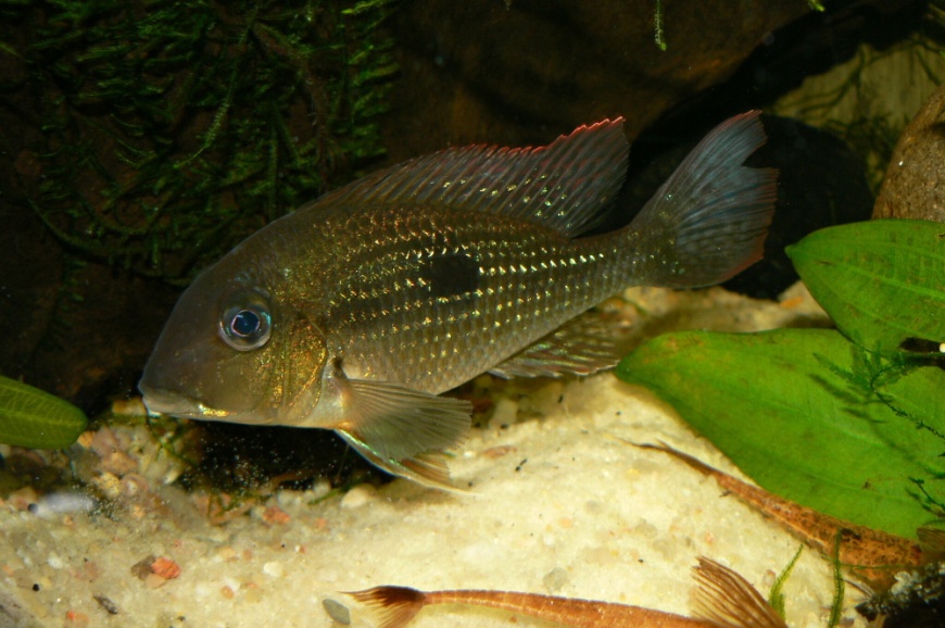 This specimen is displaying typical substrate-sifting behaviour and corresponding 'defense' colour patterning.