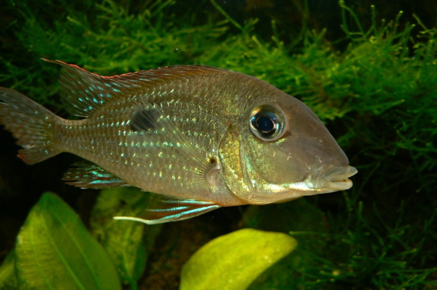The eye is relatively large compared with the head.