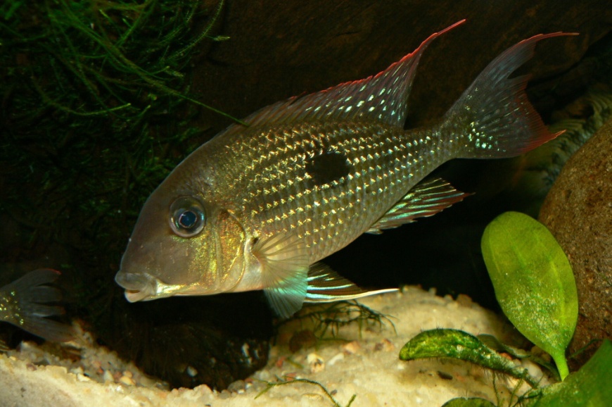 Adult male.