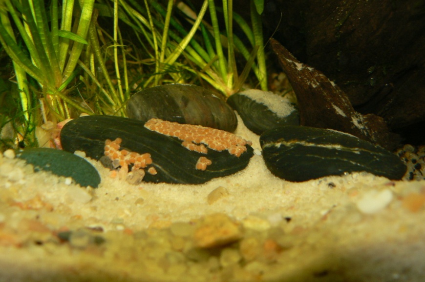 In contrast with most larvophilous Geophagus spp. the eggs of G. camopiensis are bright orange.