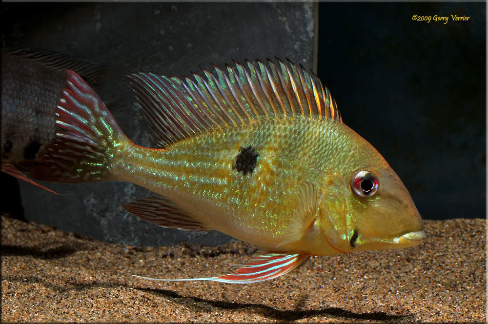 An adult specimen displaying 'neutral' patterning. Note the dark preopercular marking.