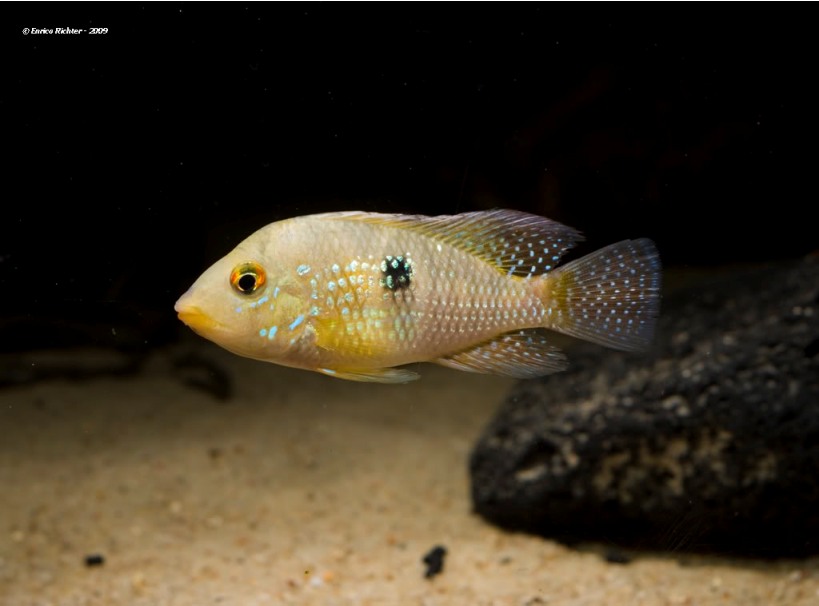 Subadult male from the aquarium trade.