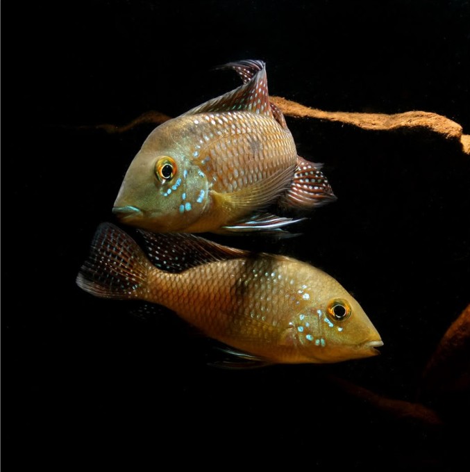 Adult pair from the aquarium trade, male upper.