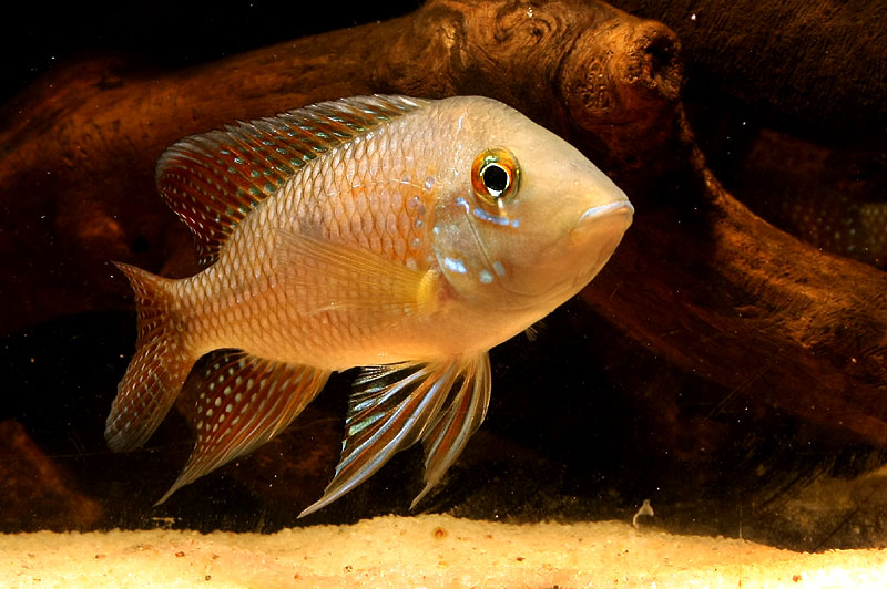 Adult male from the aquarium trade.
