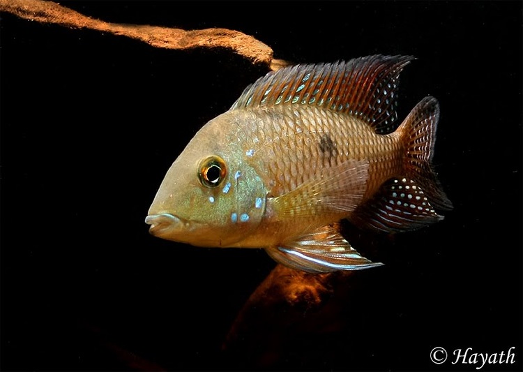 Adult male from the aquarium trade.
