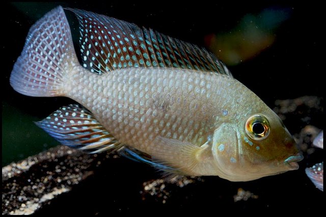 Adult male from the aquarium trade.