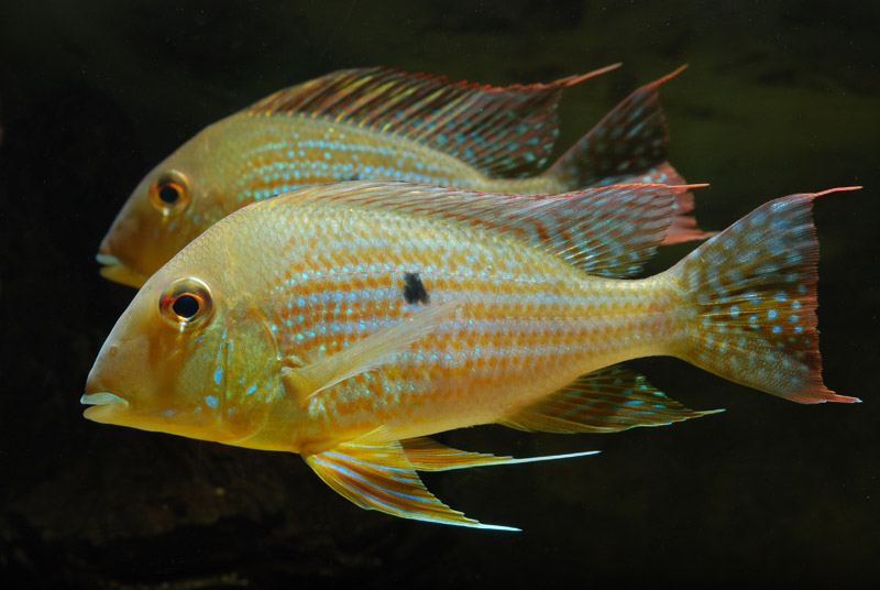 Caudal fin patterning consists of rows of iridescent blue spots which in some specimens merge together forming vertical bars.