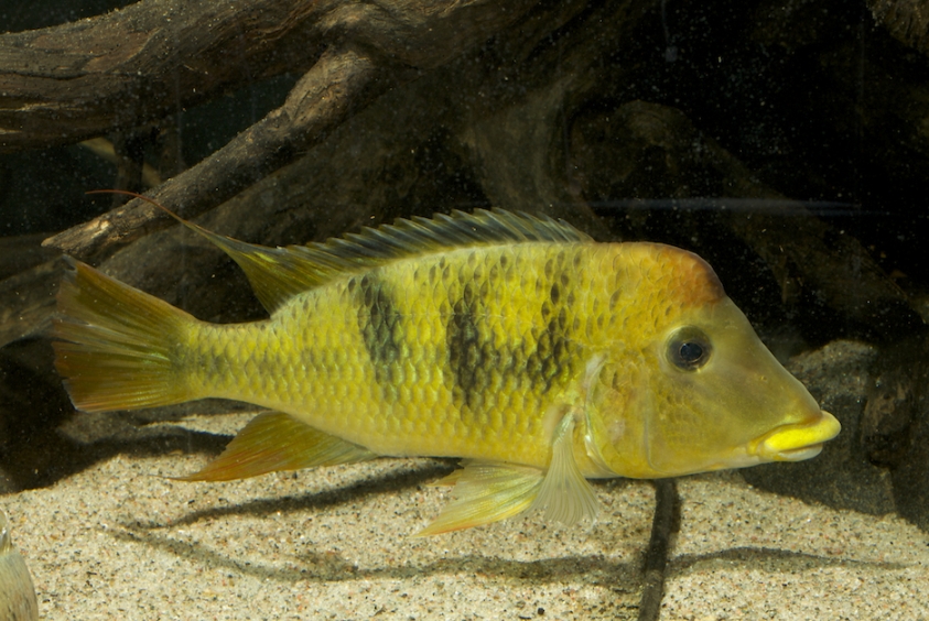 Wild-collected adult male.