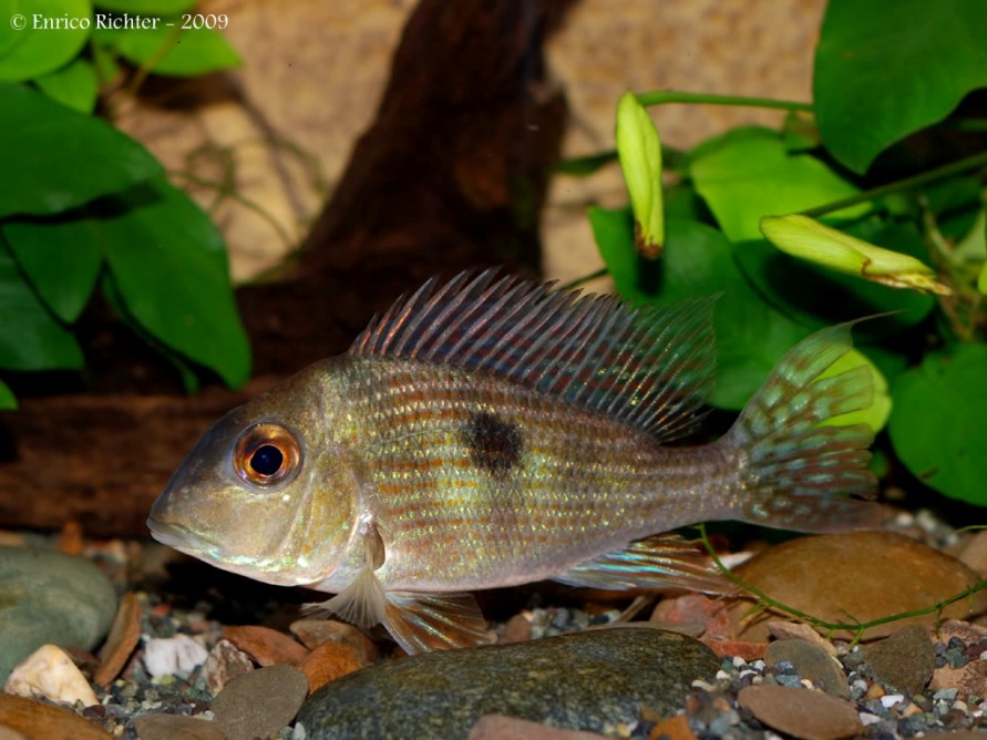 Subadult specimen - note the relatively large size of the eye compared with the head.