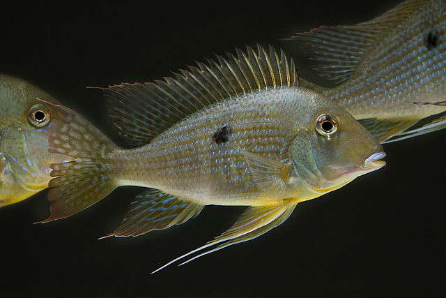 This species is often sold as G. sp. 'Tocantins' or G. sp. 'Aereos'.