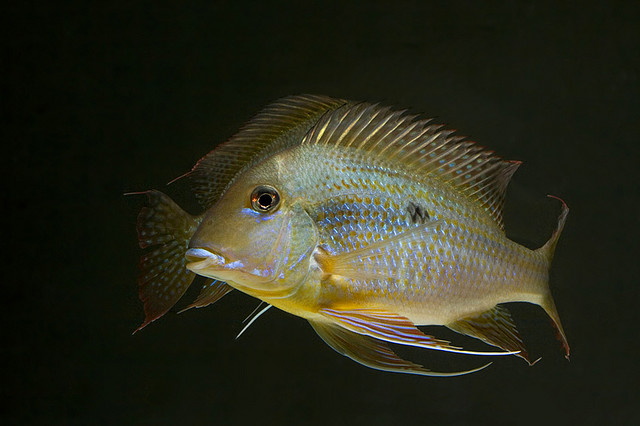 Probable male specimen.