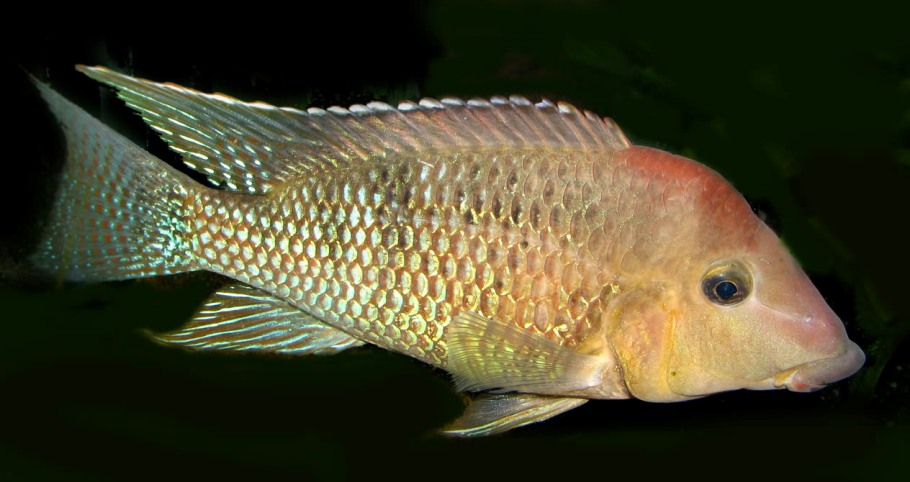 Adult male specimen from the aquarium trade.