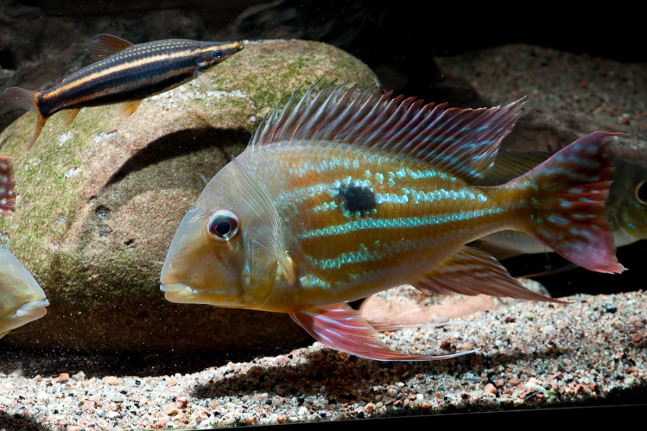 G. winemilleri is rarely traded though other species may be labelled with the name.
