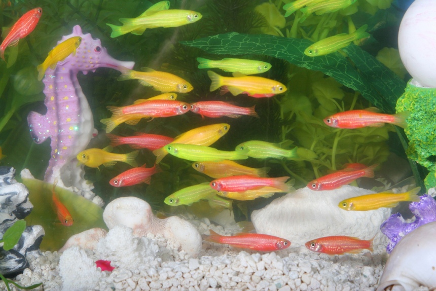 Transgenically-modified specimens marketed as 'glofish' have appeared on the market but are illegal in some countries.