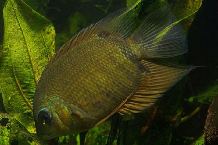 Wild form of H. efasciatus.