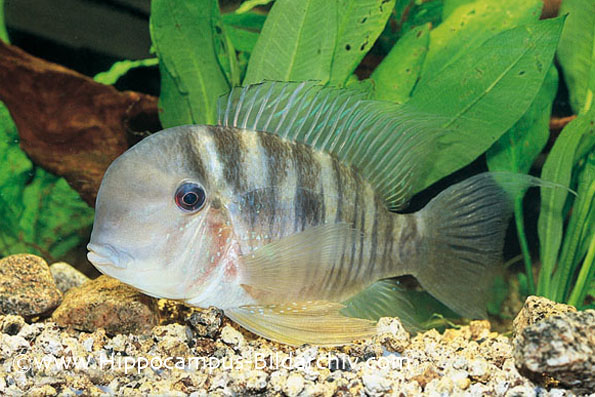 Gymnogeophagus balzani male