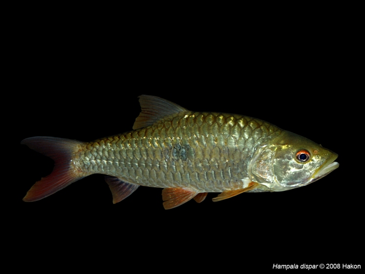 Subadult specimen.