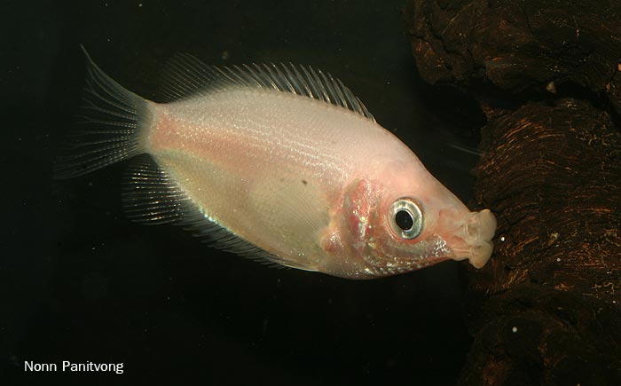 Juvenile of pink form.