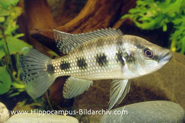 Hemichromis elongatus
