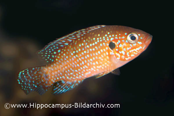 Hemichromis lifalili; this specimen is missing a section of the lower caudal fin
