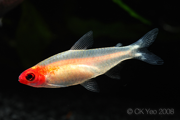 Hemigrammus bleheri var. "golden". This is a sport form selectively-bred for the aquatic trade.