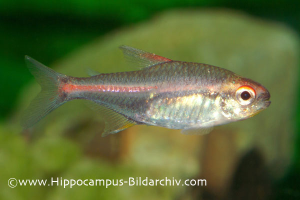 Hemigrammus erythrozonus