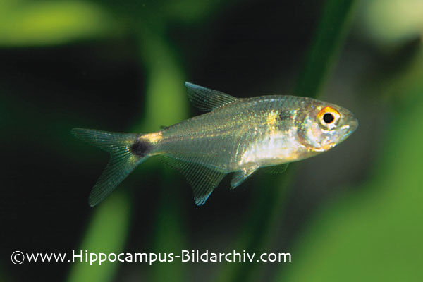 Hemigrammus ocellifer