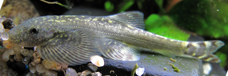 This species is rarely-seen in the trade.
