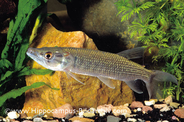 Hepsetus odoe juvenile