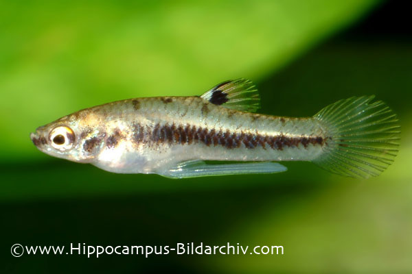 Heterandria formosa male