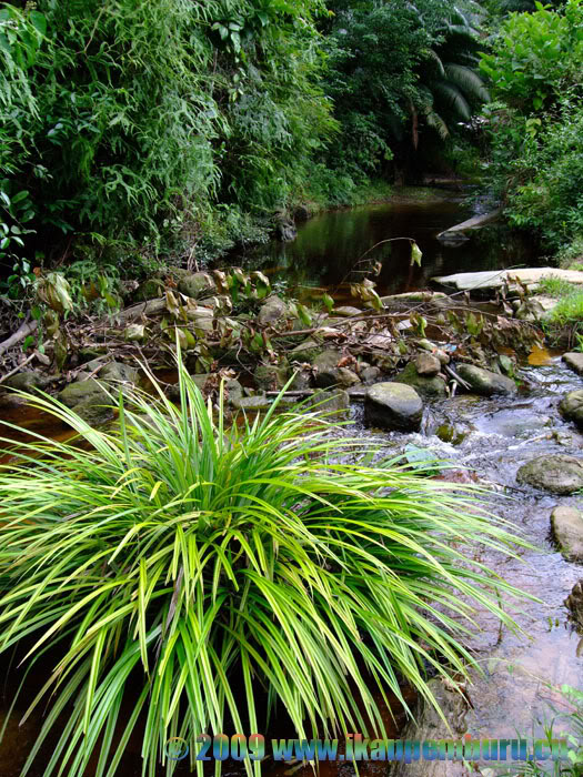 Habitat in the Sekadau Valley.
