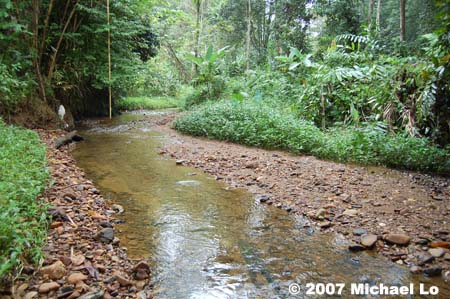 A habitat of the species in Pahang state, Peninsular Malaysia.