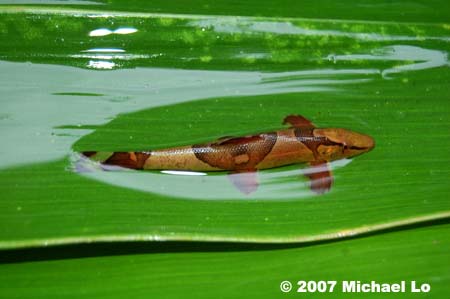 Specimen collected from the habitat in the previous image.