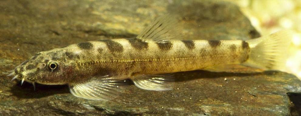 Specimen in the aquarium.