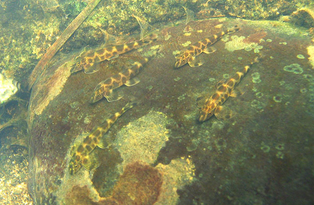 H. sexmaculata in its natural habitat, Chao Phraya river system, Thailand.