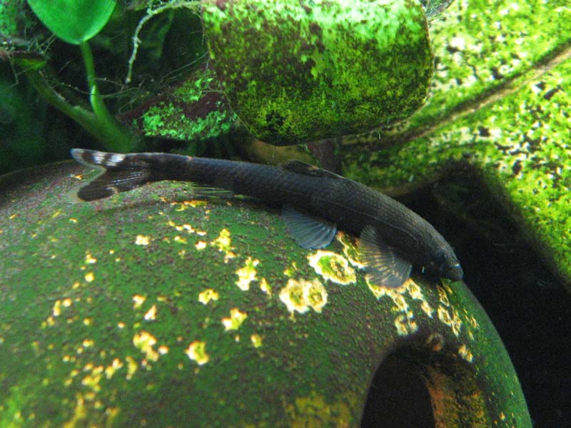 This species can change body colouration depending on mood or environmental conditions.