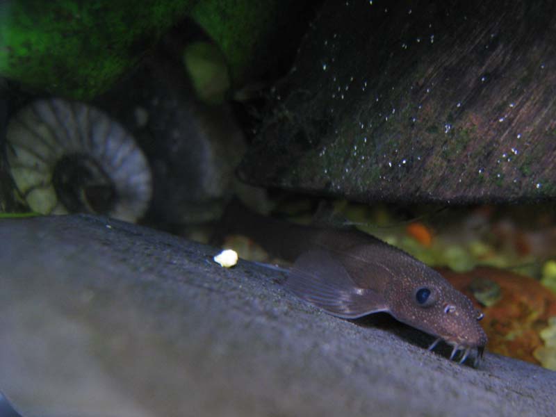 Note the relatively large eyes, thought to be indicative of a nocturnal existence in nature.