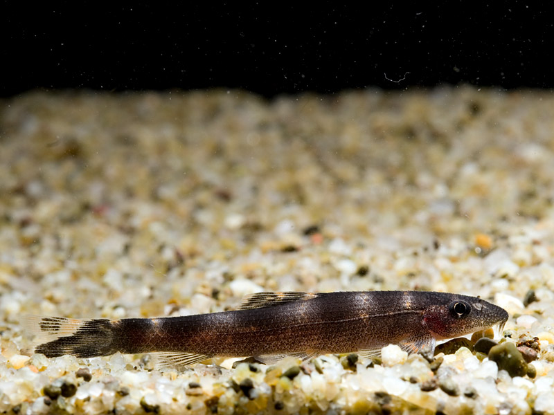 Specimen from the Singapore aquarium trade.