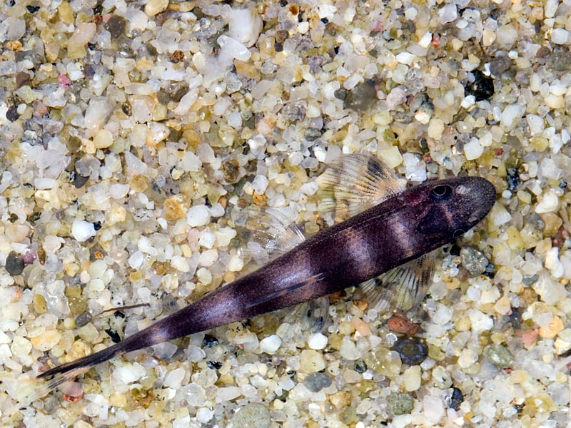 Dorsal view.