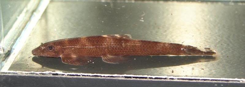 This reddish-coloured specimen was identified as H. zollingeri, highlighting the confusion surrounding the species.