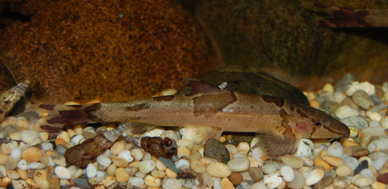 A lighter-coloured specimen...