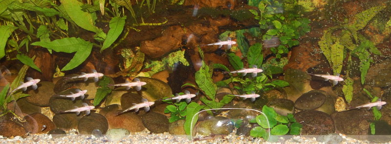 This species is gregarious and should be maintained in a group.