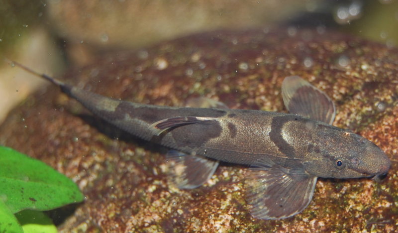 Semi-dorsal view.