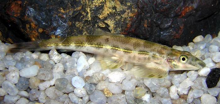 This specimen was collected from the Barito river system, Central Kalimantan, Indonesian Borneo.