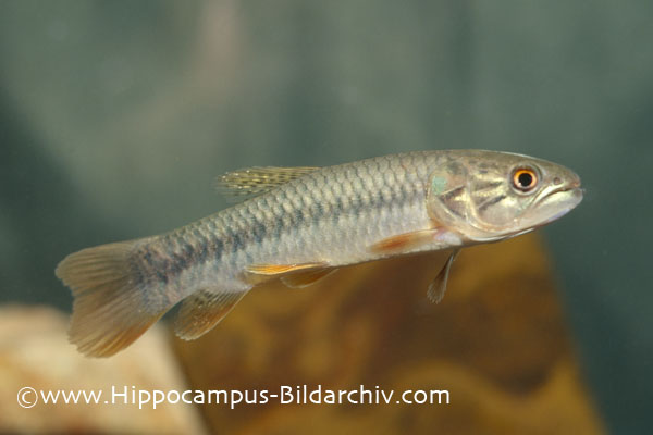 Hoplerythrinus unitaeniatus subadult