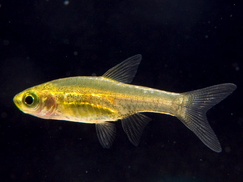 Horadandia atukorali.
