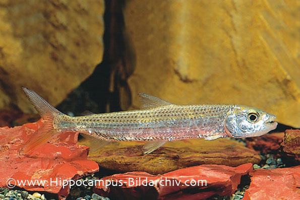 Hydrocynus vittatus juvenile