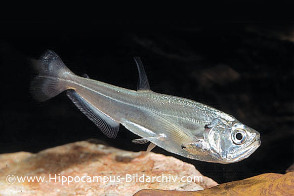 Juvenile specimen.