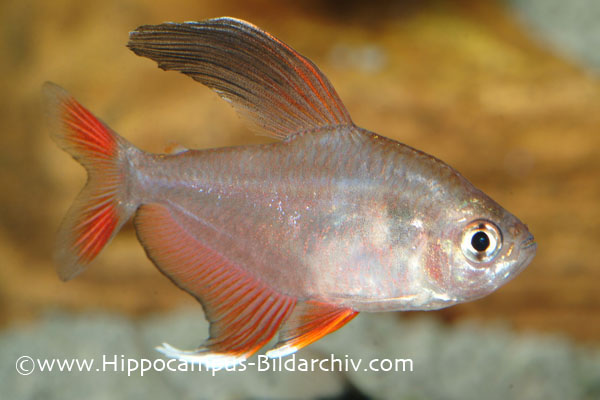 Hyphessobrycon bentosi male