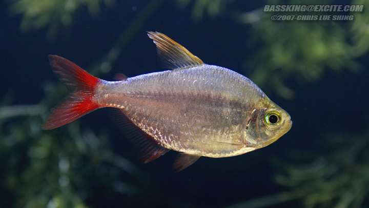 Adult male individual; note the slightly extended dorsal-fin rays.